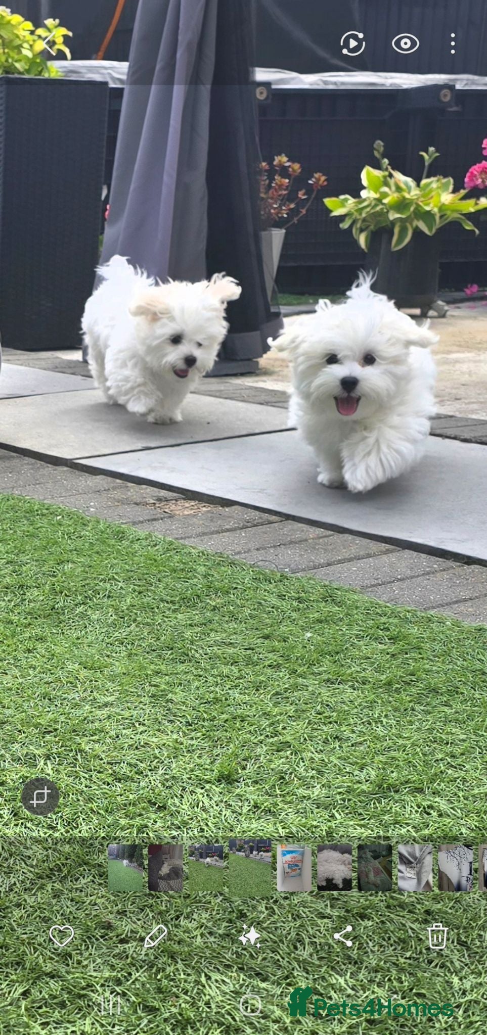 Maltese dogs Adorable Maltese Puppies for Sale - Advert 4
