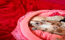 Cockapoo dogs for sale: Stunning Cockapoo Puppies Health Tested  - Advert 2