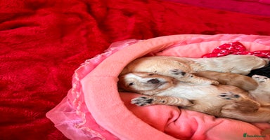 Cockapoo dogs Stunning Cockapoo Puppies Health Tested  - Advert 4