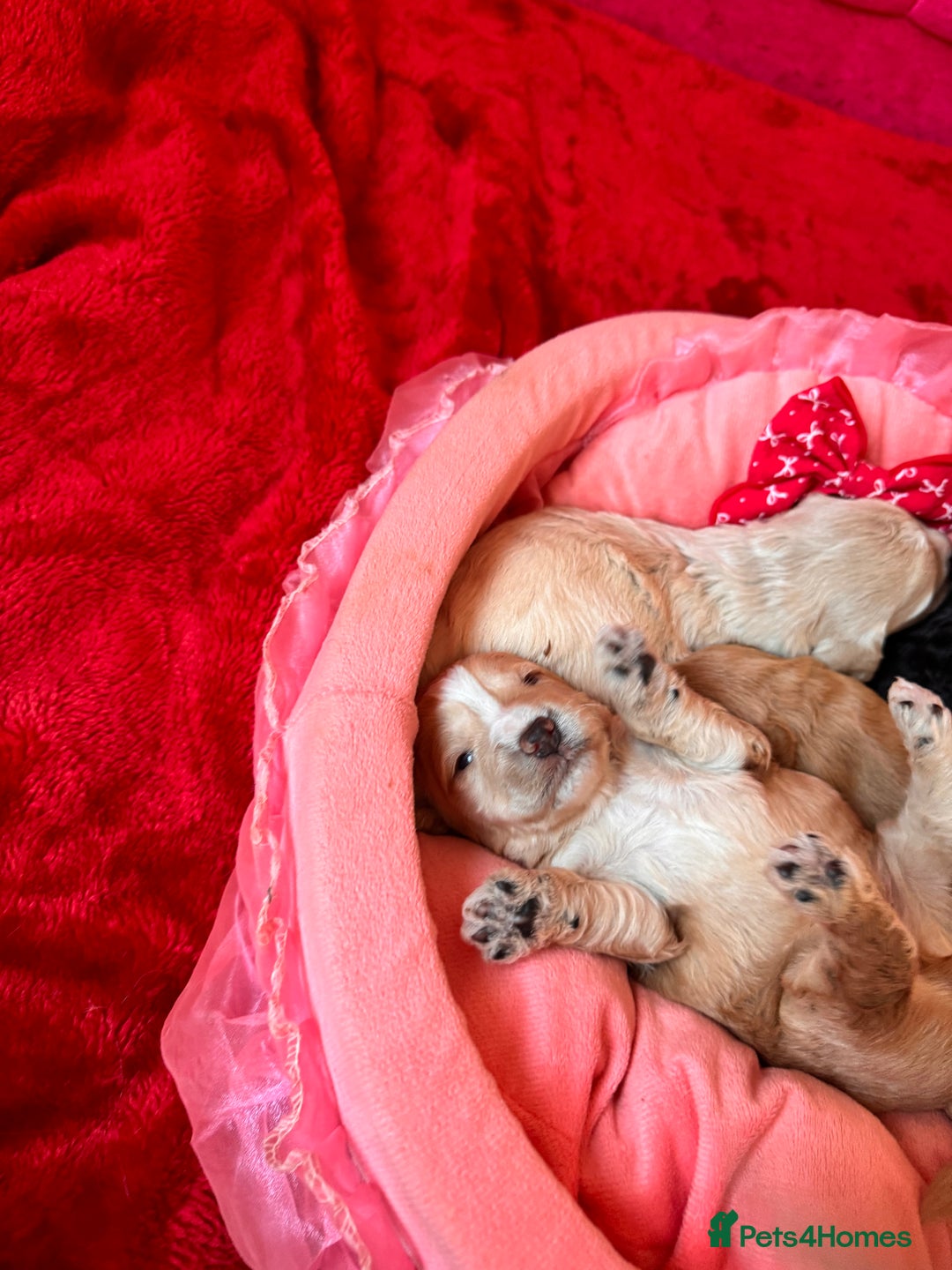 Cockapoo dogs for sale: Stunning Cockapoo Puppies Health Tested  - Advert 2