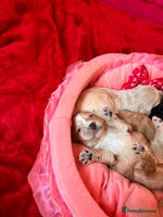 Cockapoo dogs Stunning Cockapoo Puppies Health Tested - Advert 4