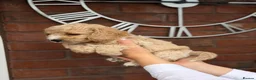 Cavapoochon dogs for sale: Lovely puppies looking for good home  - Advert 13