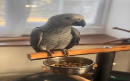 Parrots birds for sale: 12w Hand reared Congo African grey parrot babies  - Advert 11