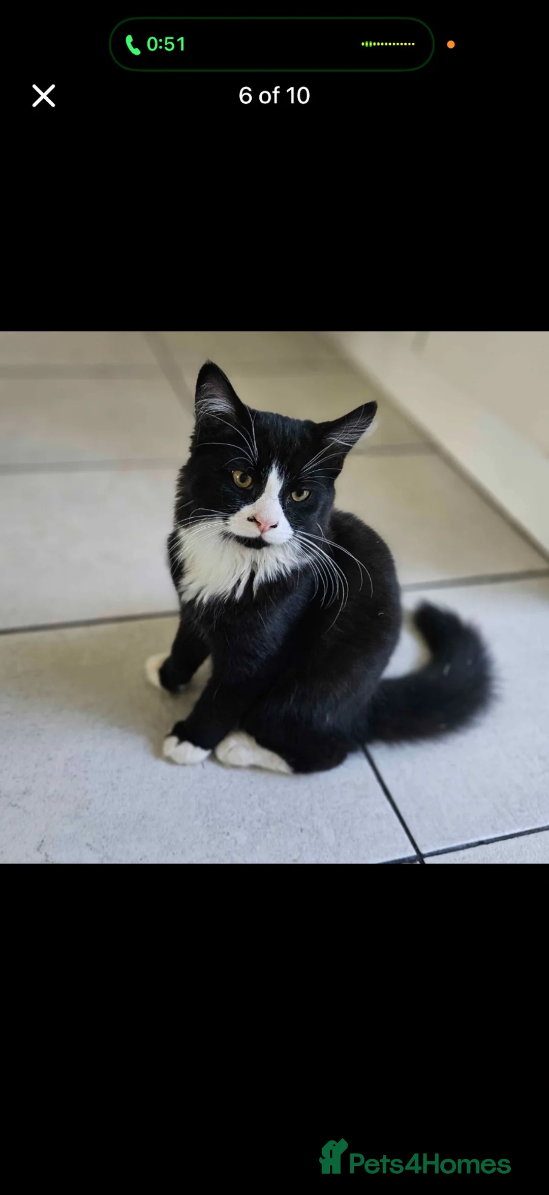 Maine Coon cats for sale: 2x sisters for sale  - Advert 2