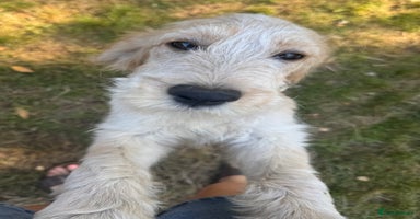 Cockapoo dogs in Milton Keynes - Advert 12