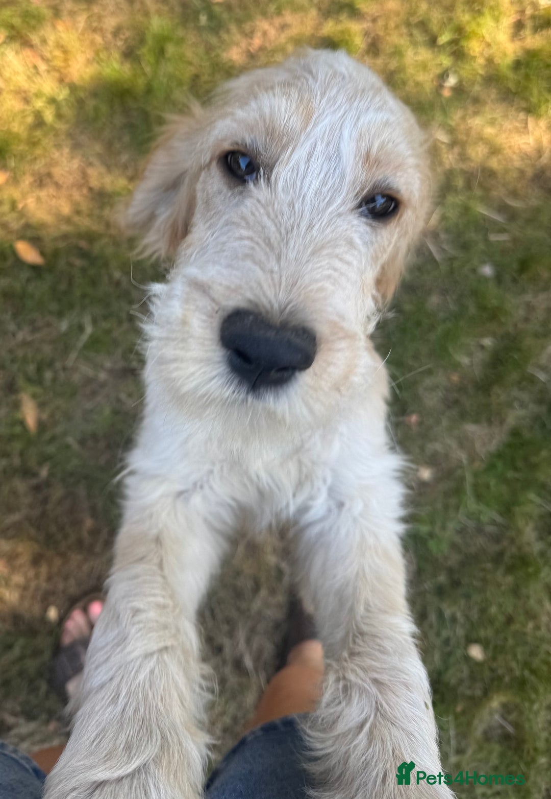 Cockapoo dogs for sale: PRICE REDUCED - READY NOW Chunky Parti Cockapoos in Milton Keynes - Image 2