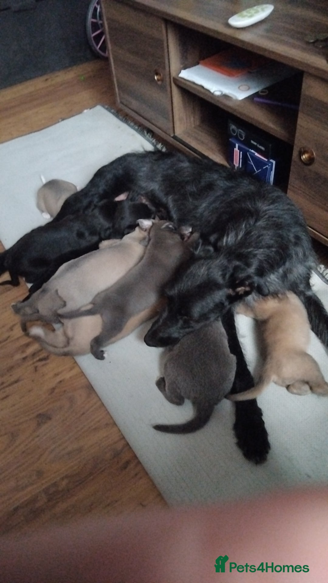 Lurcher dogs for sale: Lurcher  - Image 5