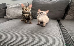 Bengal cats for sale: Stunning full pedigree bengal kittens *READY*  - Image 3
