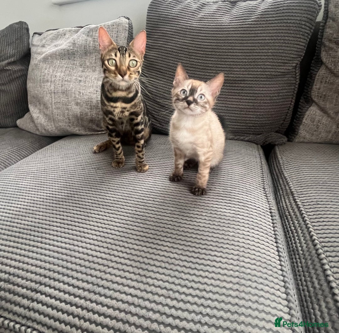 Bengal cats for sale: Stunning full pedigree bengal kittens *READY*  - Image 3