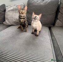 Bengal cats - Advert 3