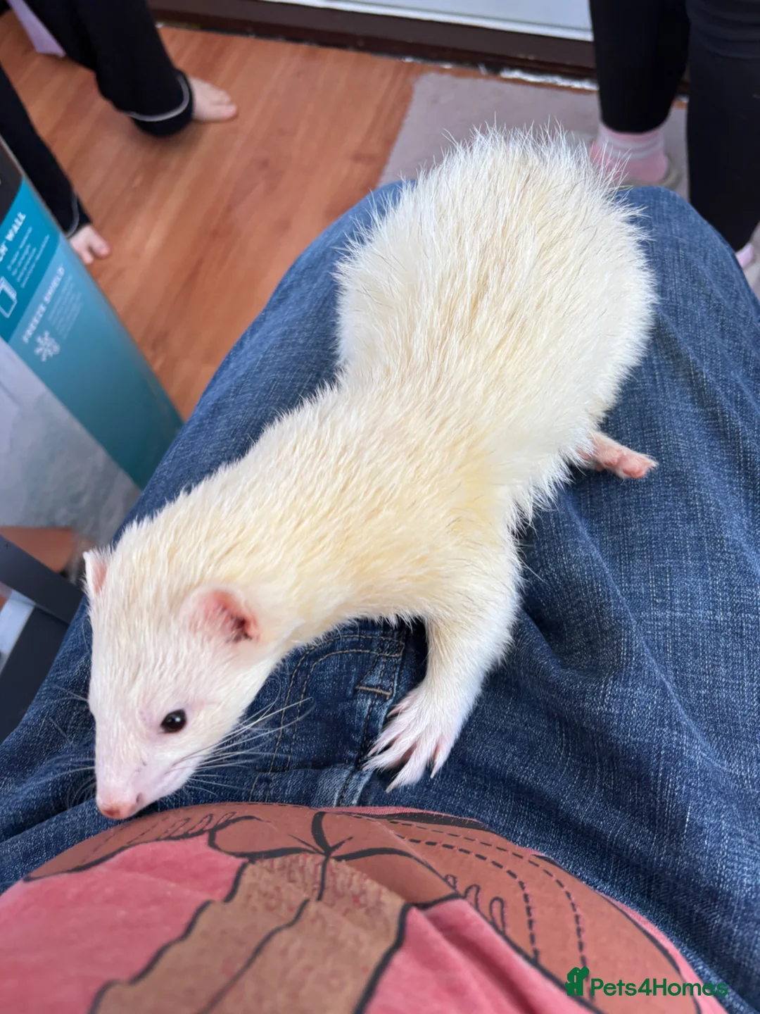 Ferret rodents for sale: Two brother ferrets, almost 2 years old in Spalding - Advert 6