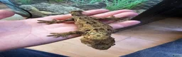 Gecko reptiles for sale: CB2025 Mainland chahoua (mossy gecko) - Advert 4