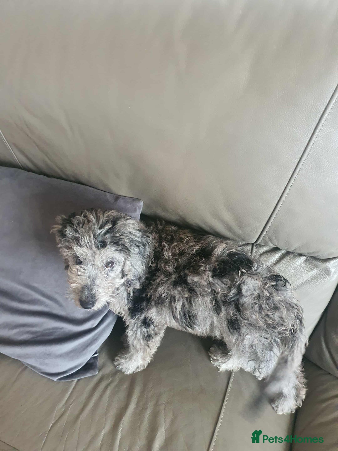 Cockapoo dogs for sale: Cockapoo puppies ready to leave now!! - Image 11