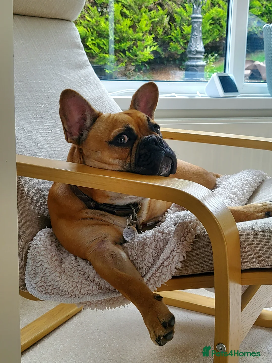 French Bulldog dogs for stud: Fine looking frenchy lad for stud! in Bideford - Advert 8