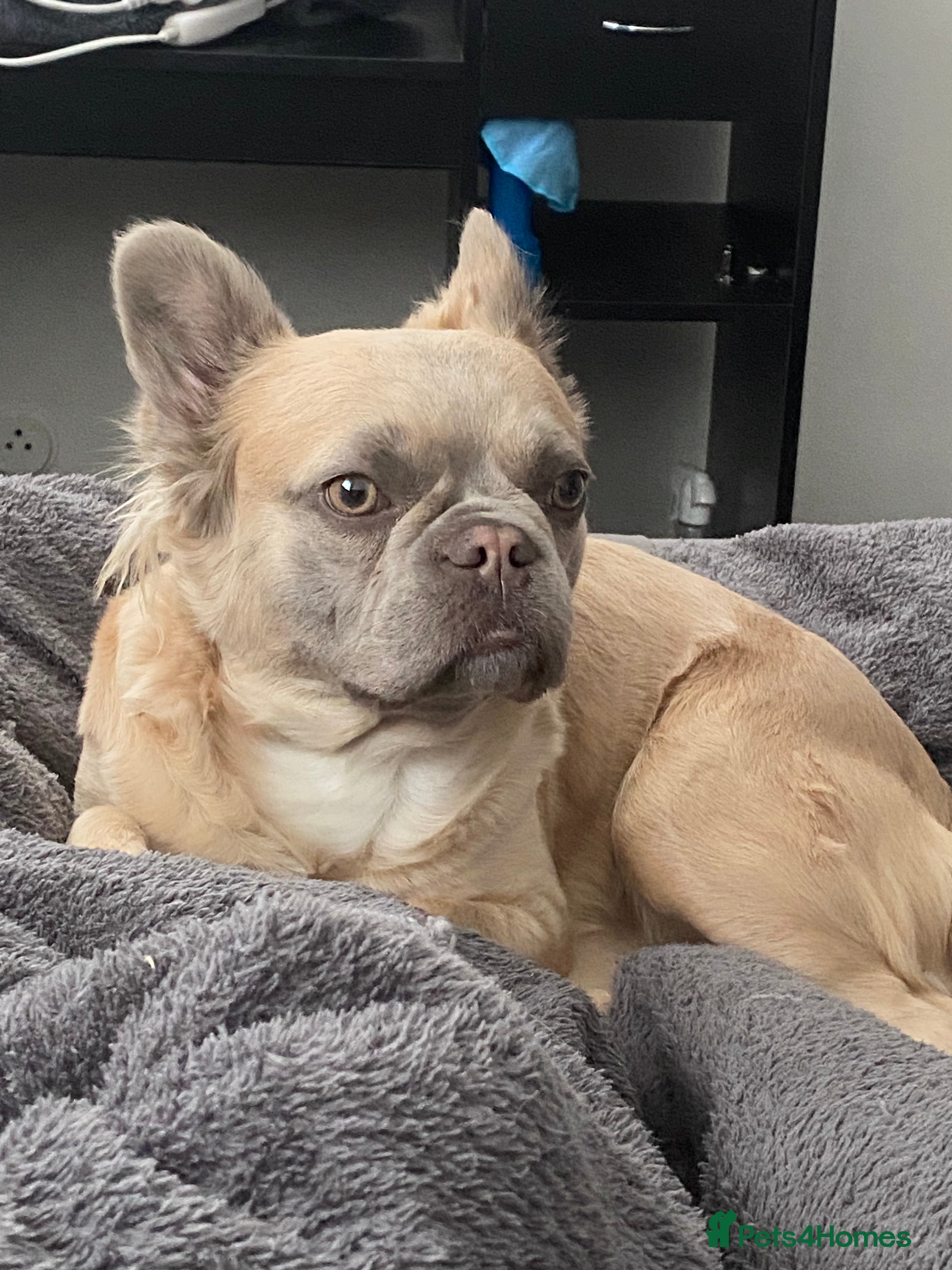 French Bulldog dogs 🐾 DWKC Registered French Bulldog Puppies  - Advert 1