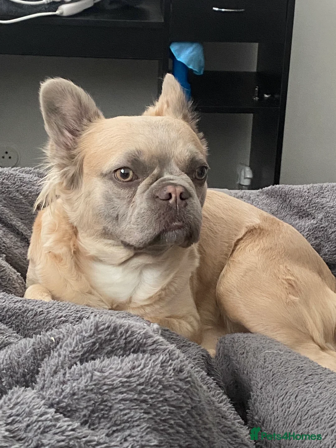 French Bulldog dogs for sale: 🐾 DWKC Registered French Bulldog Puppies  - Advert 1