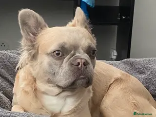 French Bulldog dogs 🐾 DWKC Registered French Bulldog Puppies - Advert 1