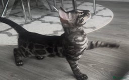 Bengal cats for sale: Breed quality silver bengal kittens 🐆💎🤍🩶🖤 - Image 31