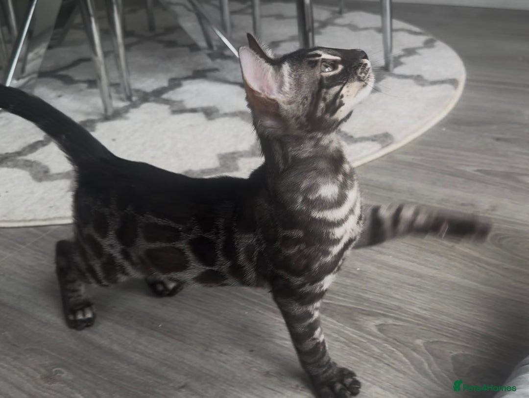Bengal cats for sale: Breed quality silver bengal kittens 🐆💎🤍🩶🖤 - Image 31