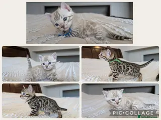 Bengal cats for sale: 🖤🩶🤍 BEAUTIFUL BENGAL KITTENS 🤍🩶🖤 - Advert 1