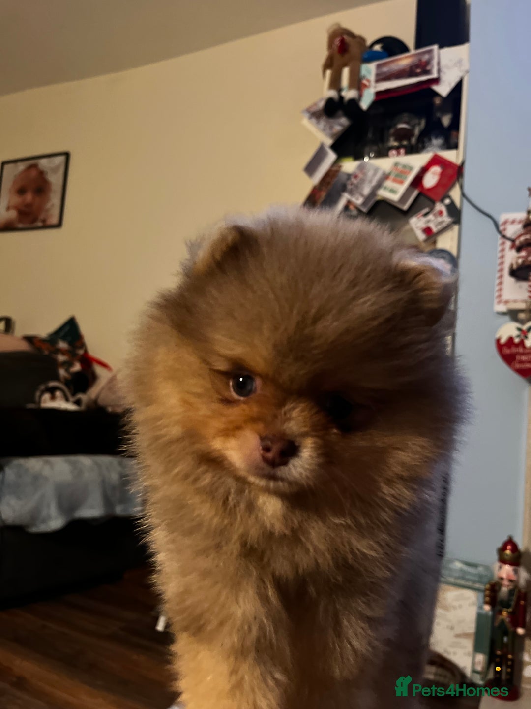 Pomeranian dogs for sale: READY NOW Super fluffy adorable Pomeranians  - Advert 8