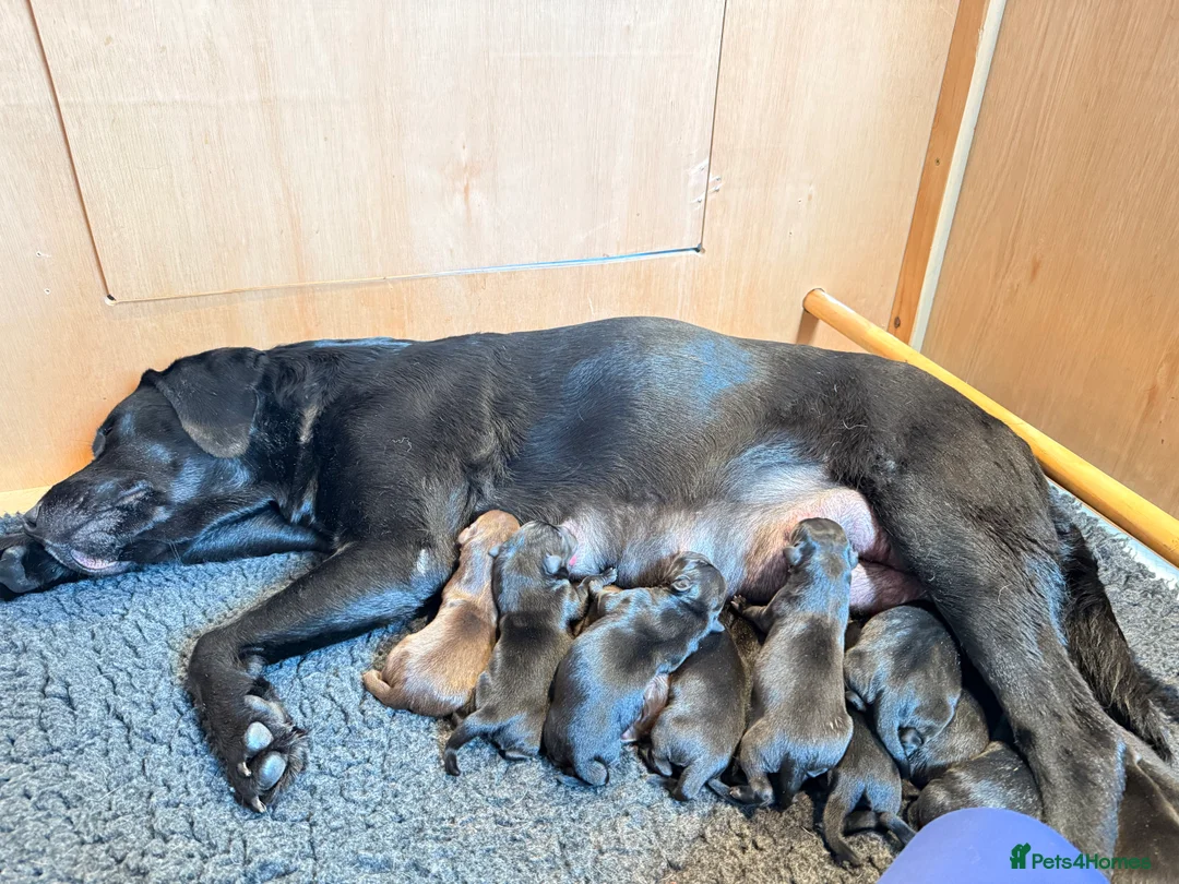 Labrador Retriever dogs for sale: Beautiful litter of Labrador puppies for sale - Advert 7