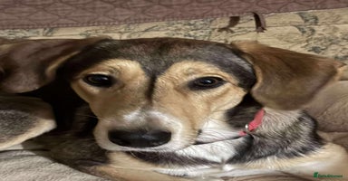 Mixed Breed dogs - Advert 4