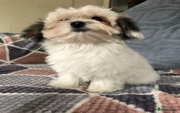 Mixed Breed dogs for sale: shihtzu x maltese  - Image 9