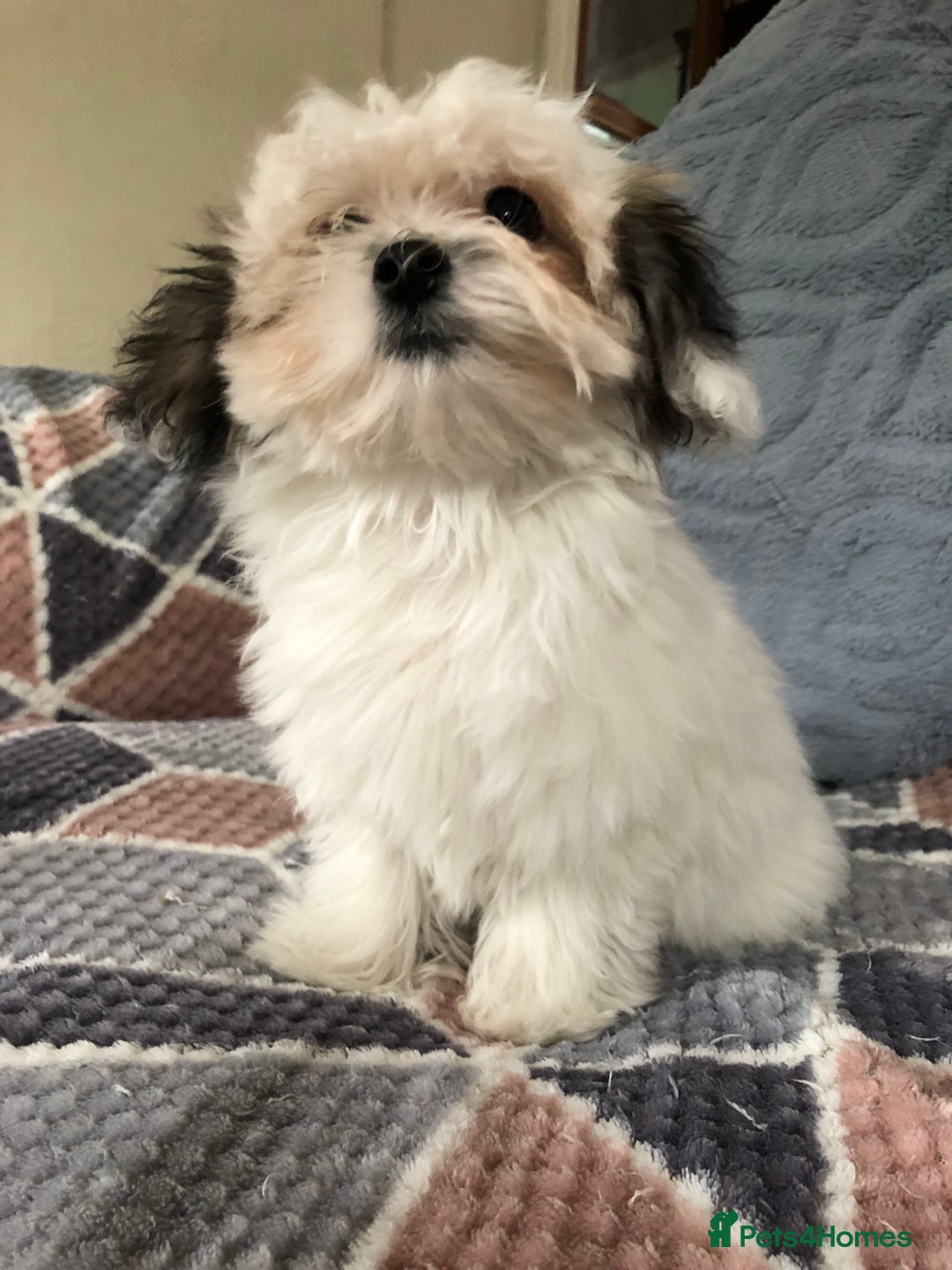 Mixed Breed dogs for sale: shihtzu x maltese  - Image 9