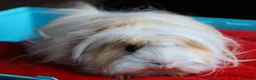 Guinea Pig rodents for sale: Peruvian Boar for Sale - Advert 1