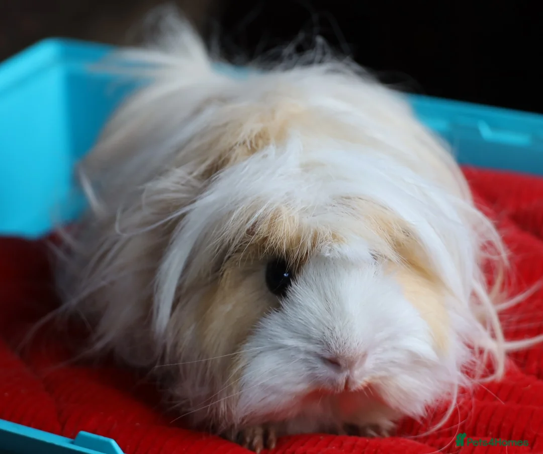 Guinea Pig rodents for sale: Peruvian Boar for Sale - Advert 1