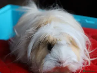 Guinea Pig rodents Peruvian Boar for Sale - Advert 6