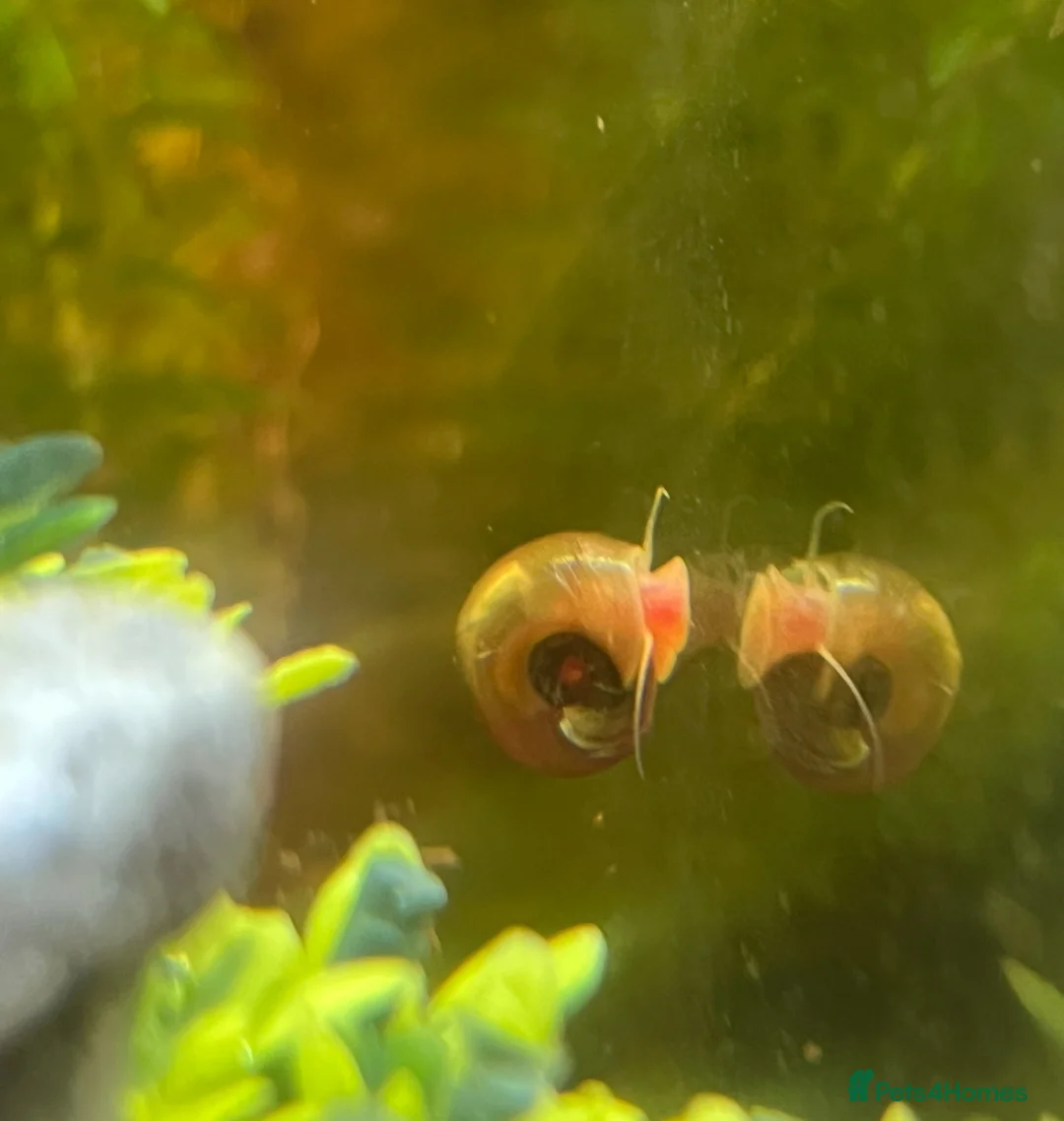 Snails fish for sale: Ramshorn Snails  - Advert 4