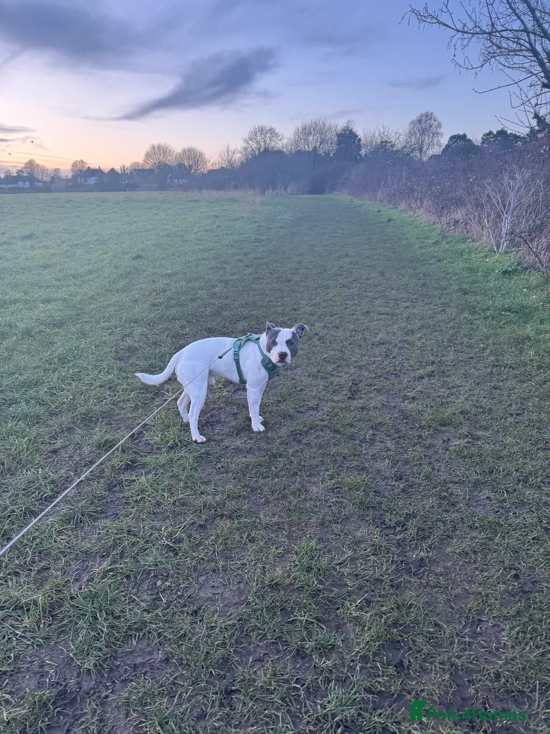 Staffordshire Bull Terrier dogs for stud: White/Blue Male Staff for Stud  in Hythe - Advert 2