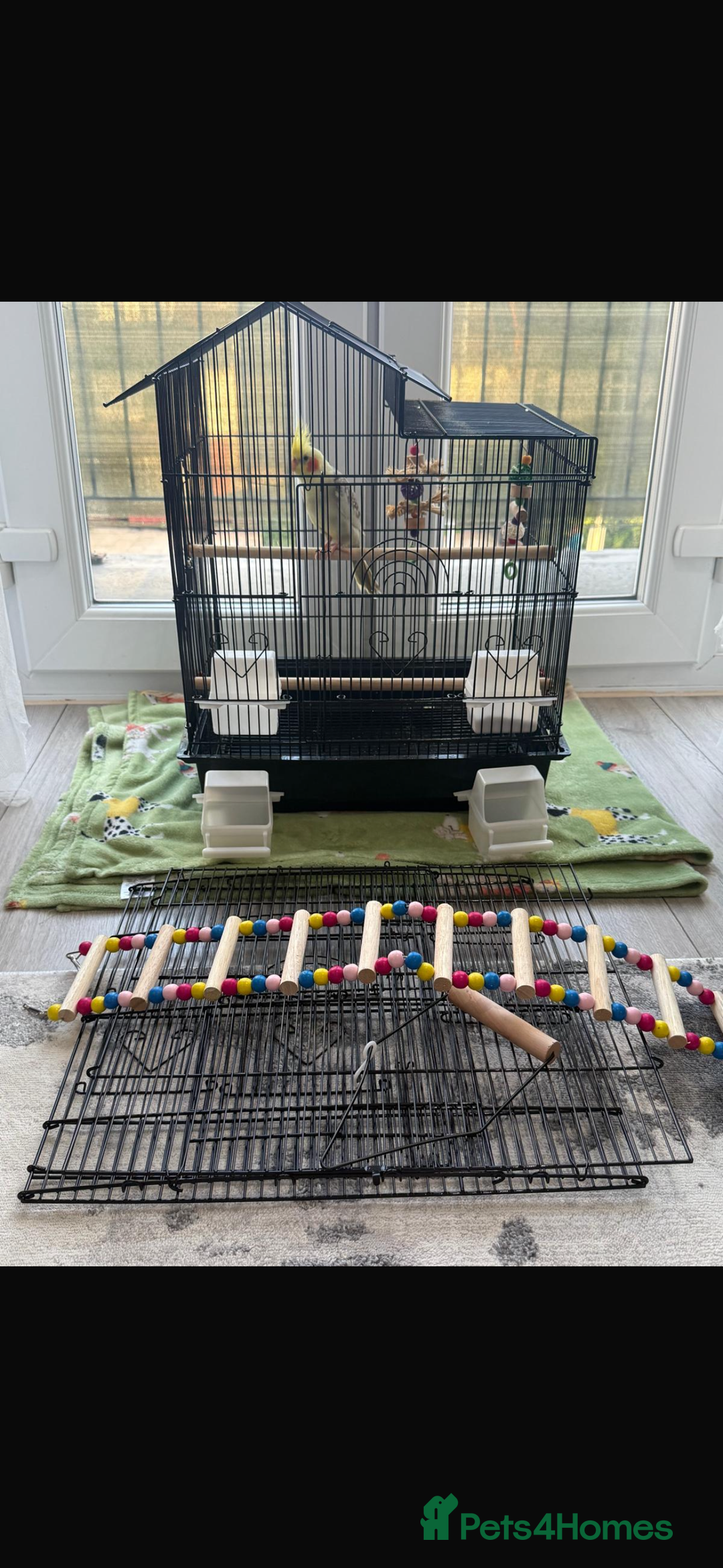 Cockatiels birds for sale: Selling Cockatial - Image 4