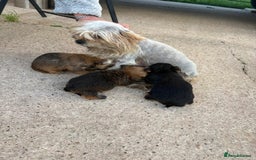 Chorkie dogs for sale: 3 beautiful chorkie puppies for sale - Image 2