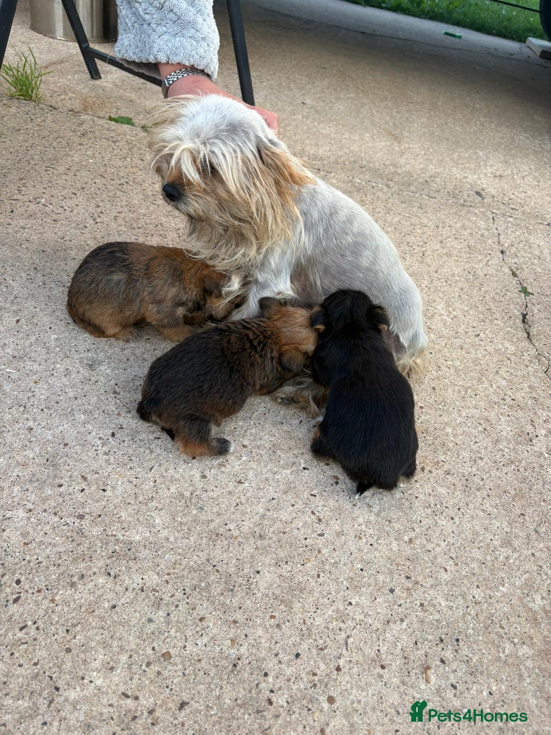 Chorkie dogs for sale: 3 beautiful chorkie puppies for sale - Image 2