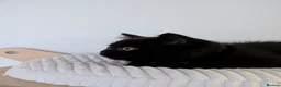 British Longhair cats for sale: GCCF British Longhair - Advert 8