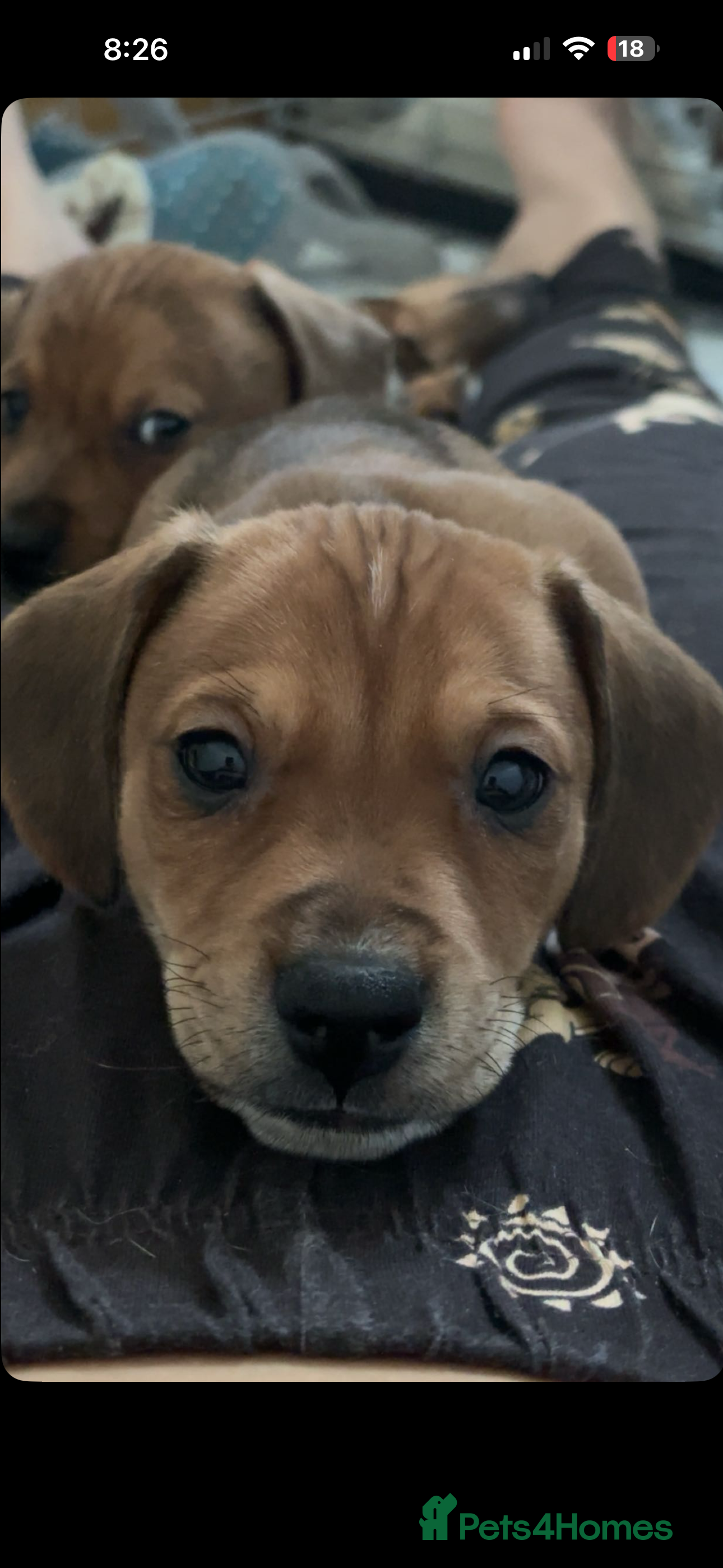 Mixed Breed dogs Hugo, chocolate and cream  - Advert 3