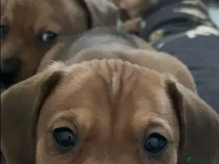 Mixed Breed dogs Hugo, chocolate and cream - Advert 3