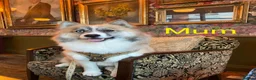 Pomsky dogs for sale: F2 Pomsky puppies in Brampton - Advert 9