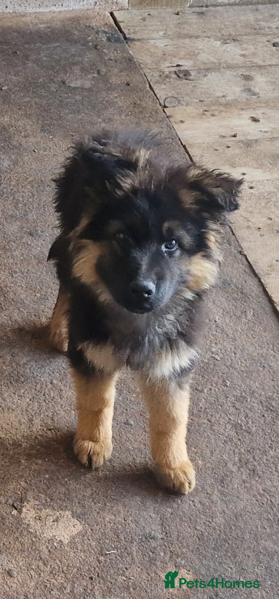 German Shepherd dogs German shepherd puppies  - Advert 1