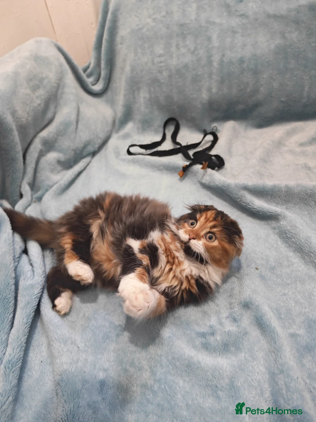 Mixed Breed cats for sale: Sccotis flod & Fluffy kittens VIDEOS - Advert 14