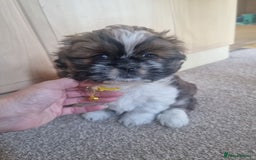 Shih Tzu dogs for sale: Shih tzu - Image 8