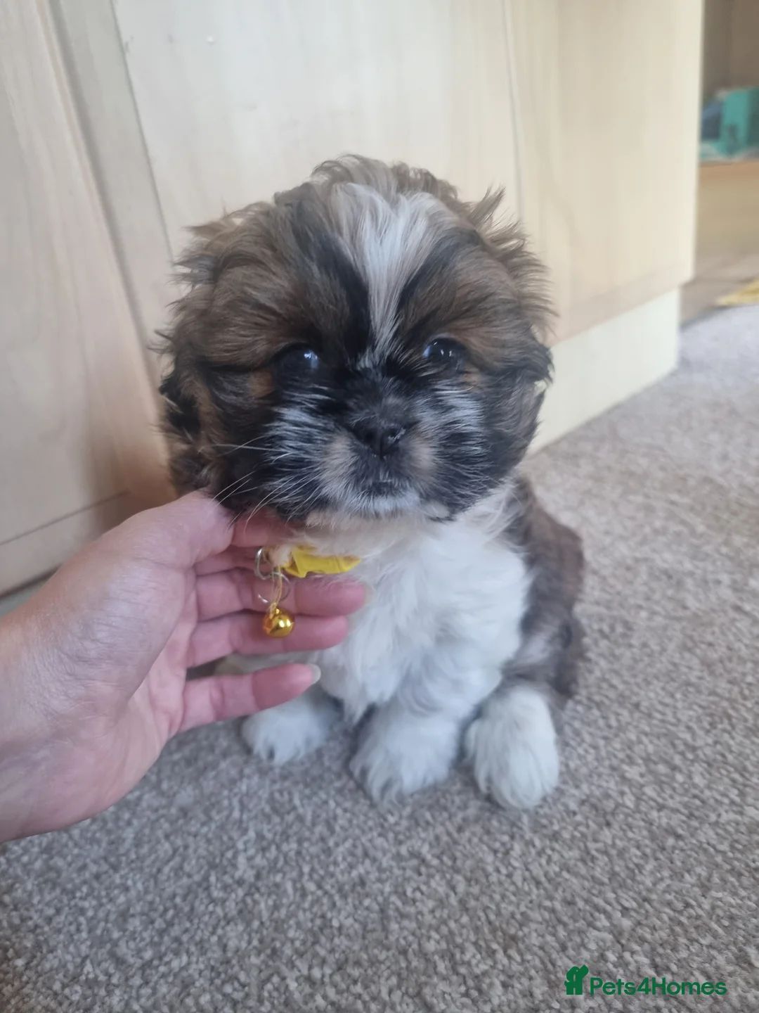 Shih Tzu dogs for sale: Shih tzu - Advert 8
