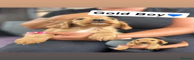 Cocker Spaniel 7