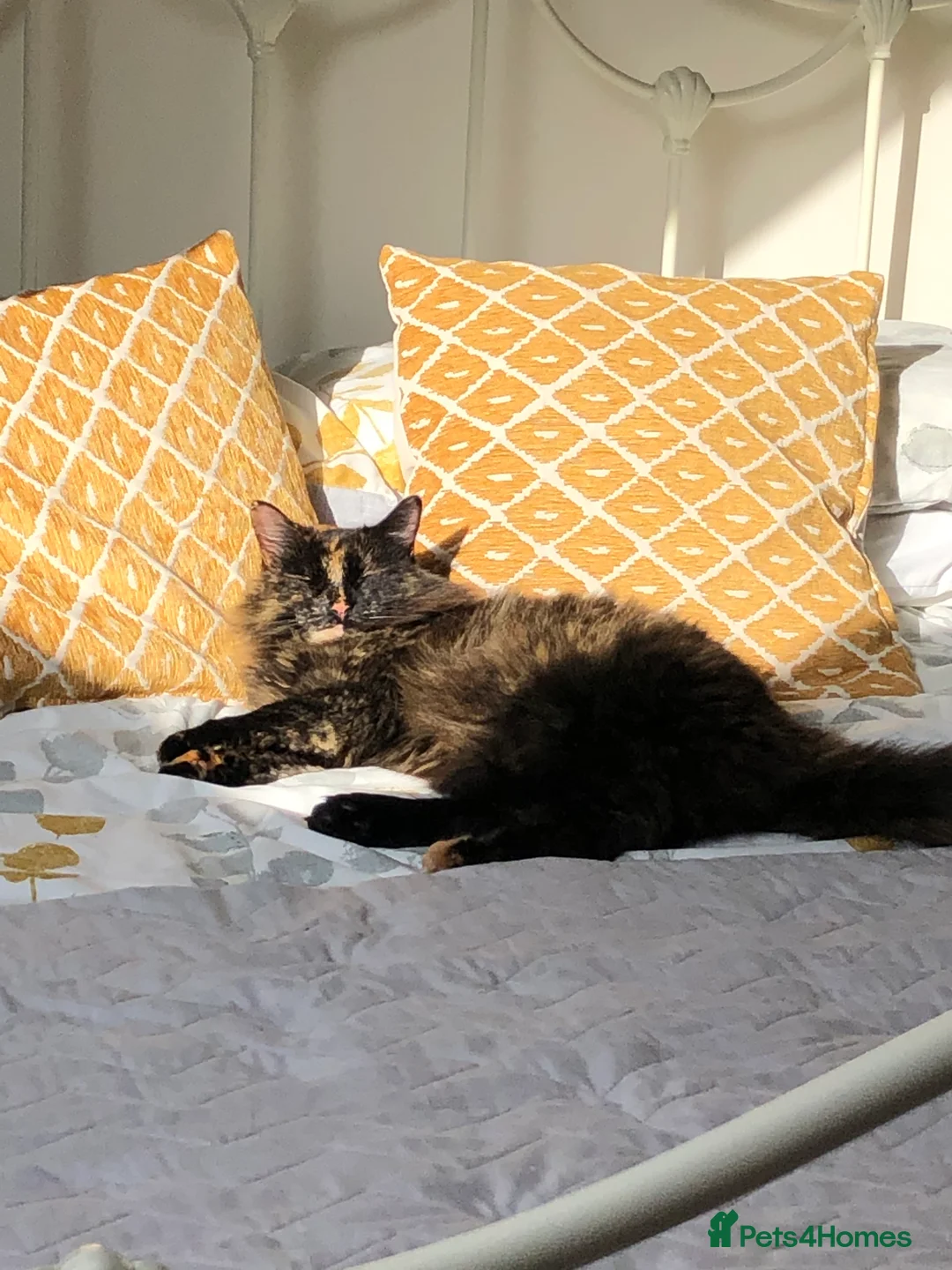 British Longhair cats for sale: Female cat looking for a new home! in Spalding - Advert 14