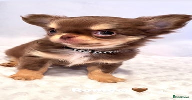 Chihuahua dogs - Advert 2