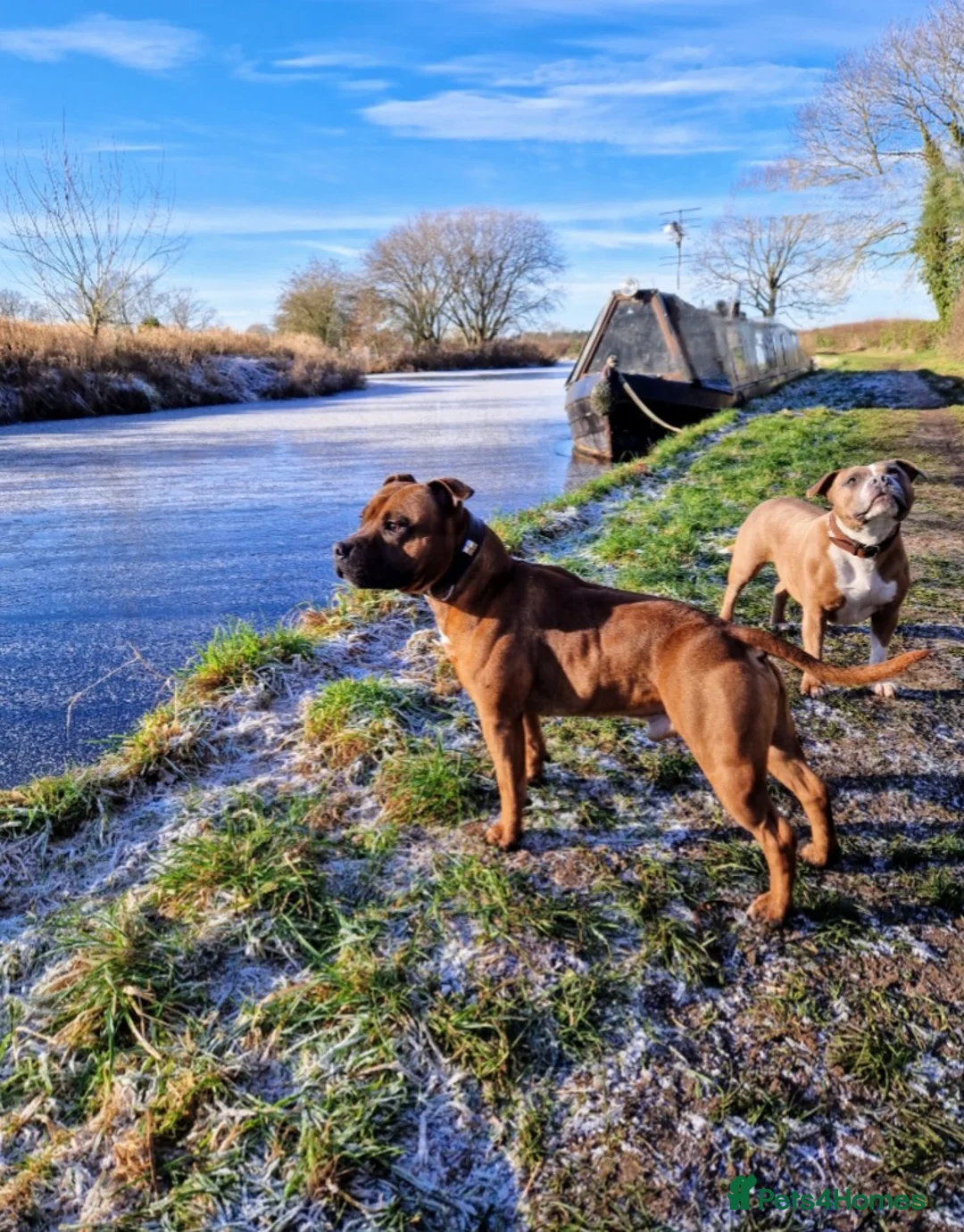 Staffordshire Bull Terrier dogs for stud: Red Staffordshire Bull Terrier Stud in Wolverhampton - Advert 5
