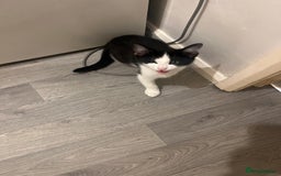 Mixed Breed cats for sale: Mixed breed  - Image 1
